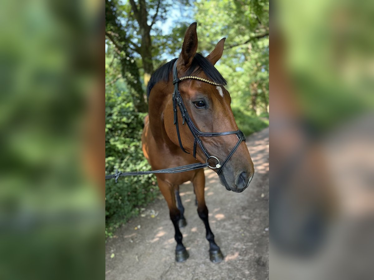Zangersheider Stute 4 Jahre 175 cm Brauner in Lemberg