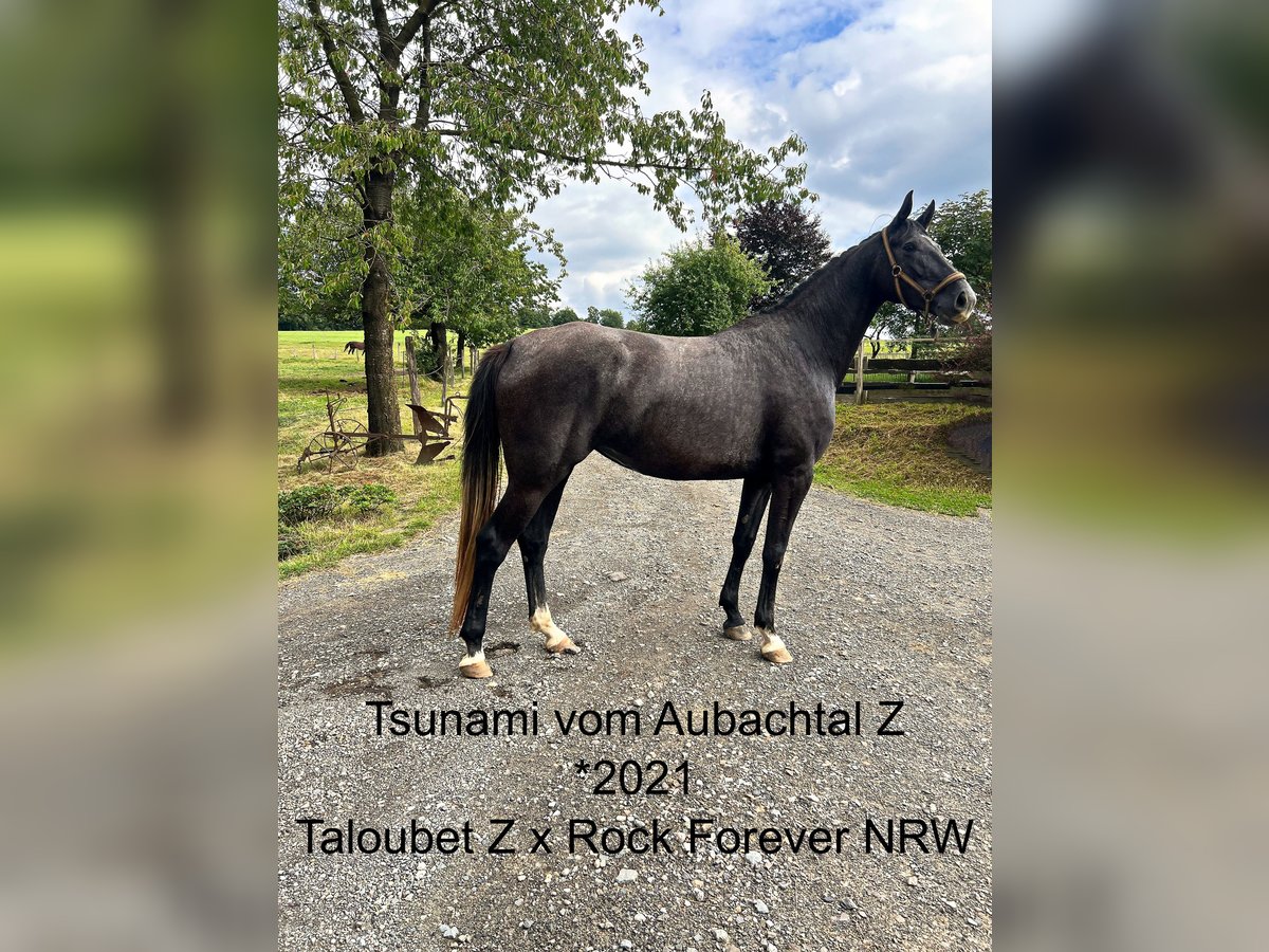Zangersheider Stute 4 Jahre Kann Schimmel werden in Morsbach