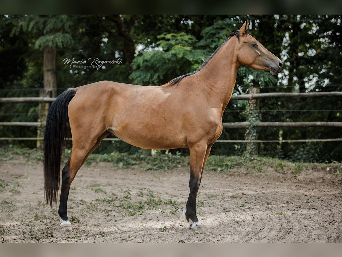 Zangersheider Stute 5 Jahre 157 cm Buckskin in Beaumont-Pied-de-Buf
