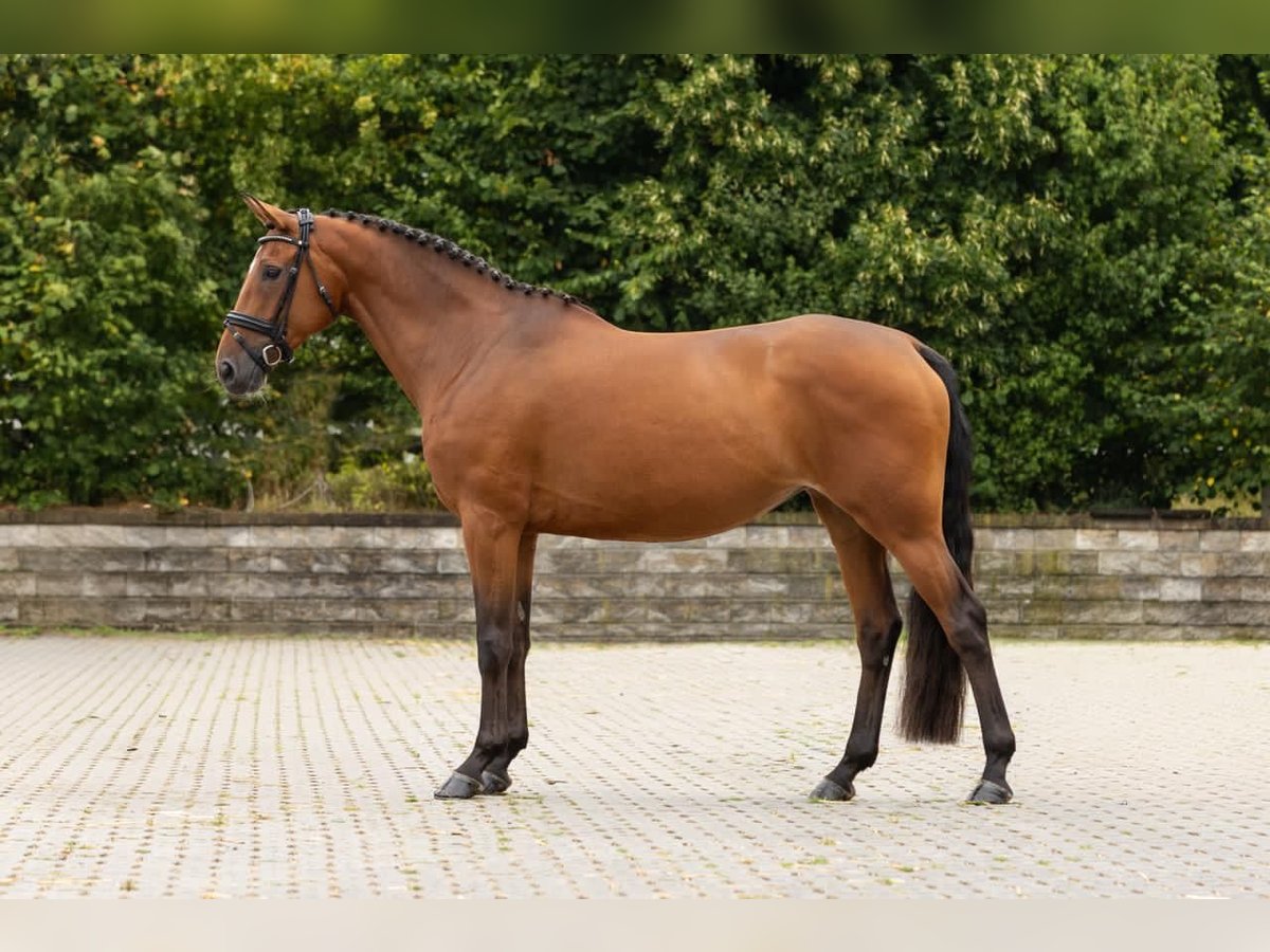 Zangersheider Stute 5 Jahre 163 cm Brauner in Unna Massen
