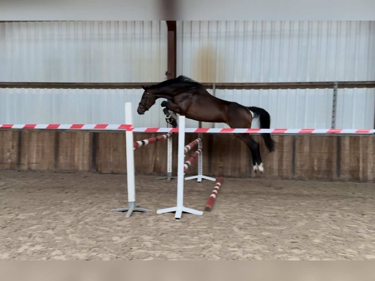 Zangersheider Stute 5 Jahre 163 cm Brauner in Oud Gastel