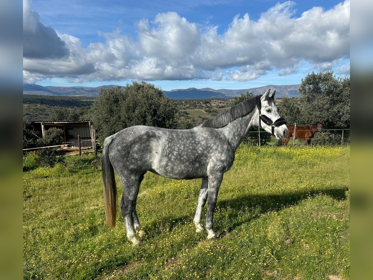 Zangersheider Stute 5 Jahre 164 cm Schimmel in Jerez De La Frontera