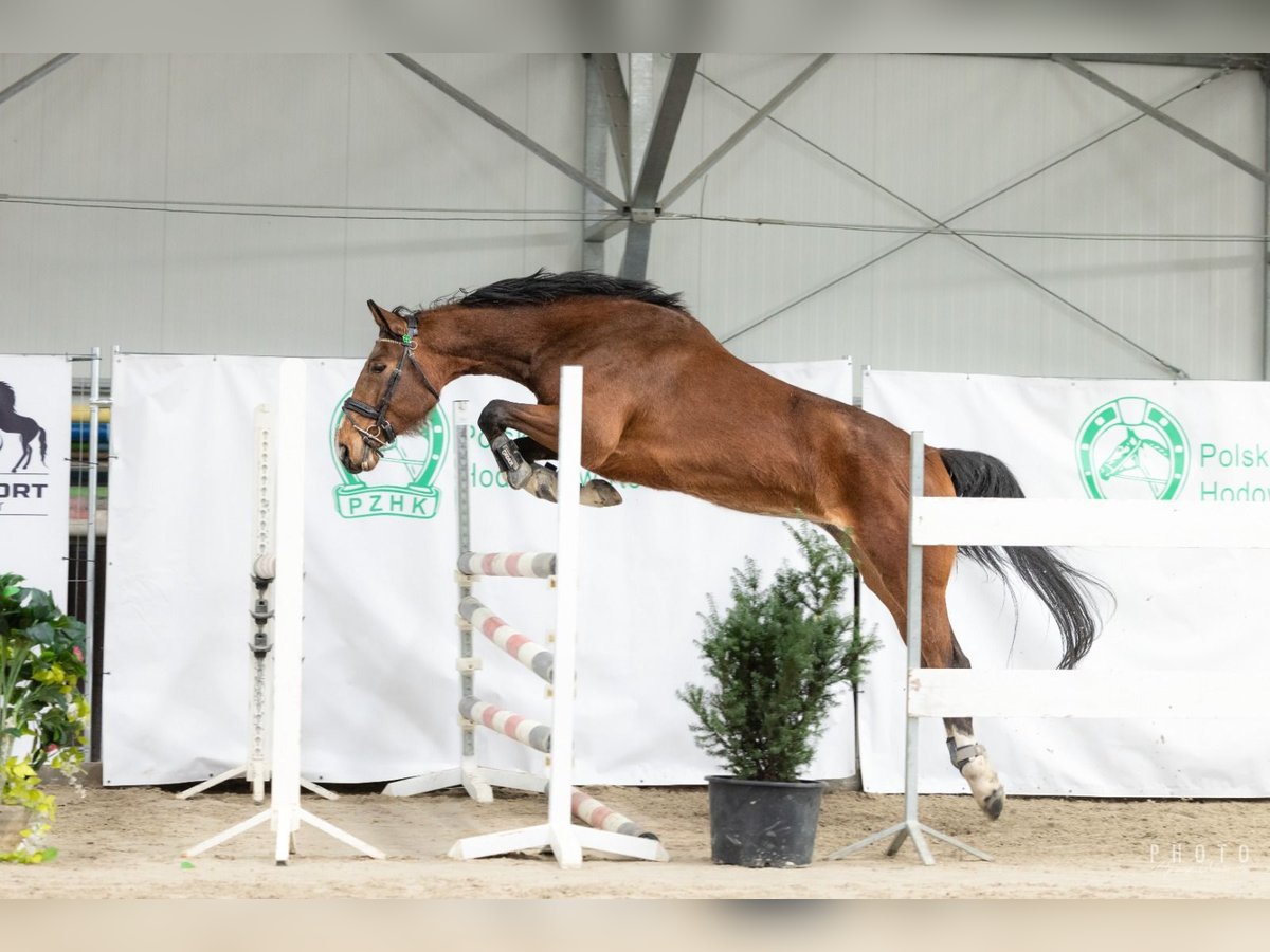 Zangersheider Stute 5 Jahre 165 cm Rotbrauner in Warsaw