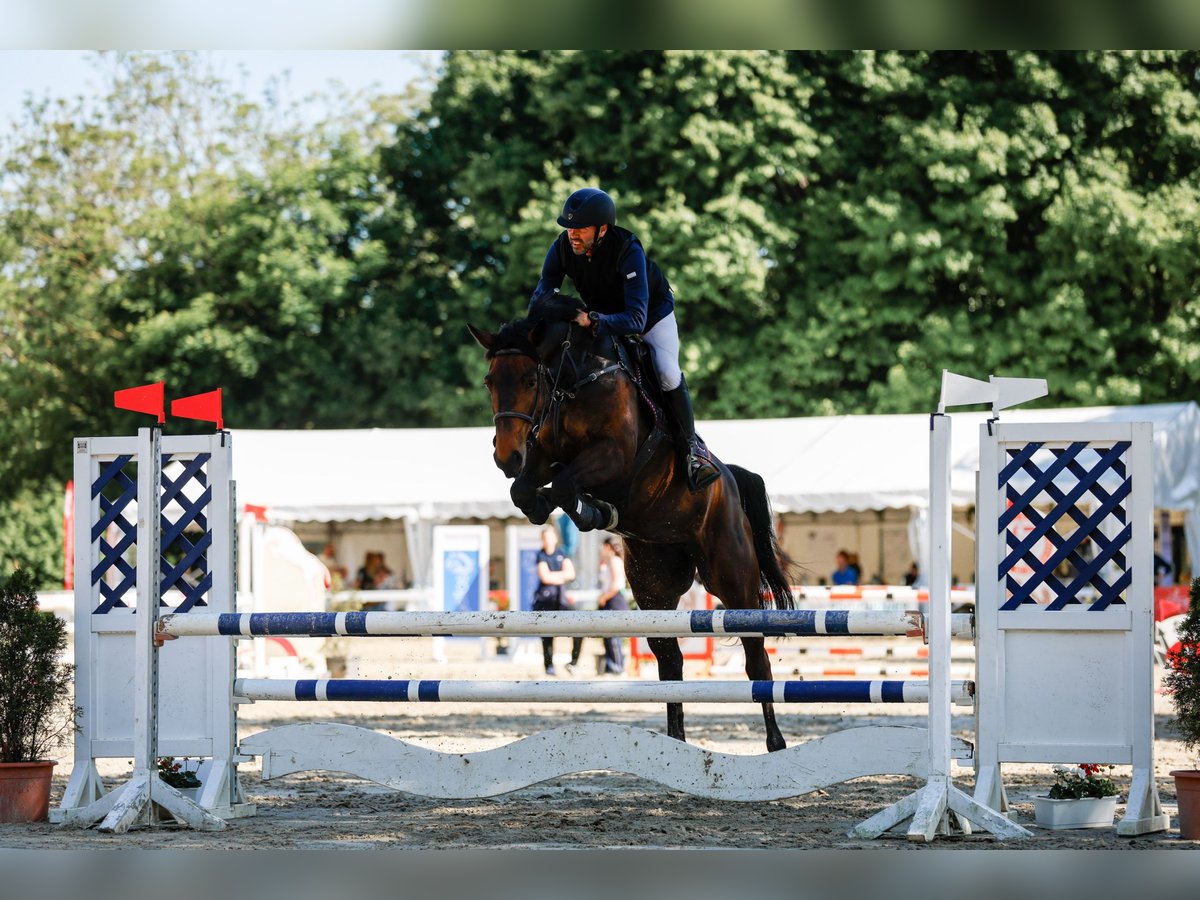 Zangersheider Stute 5 Jahre 166 cm Dunkelbrauner in Stolberg (Rheinland)