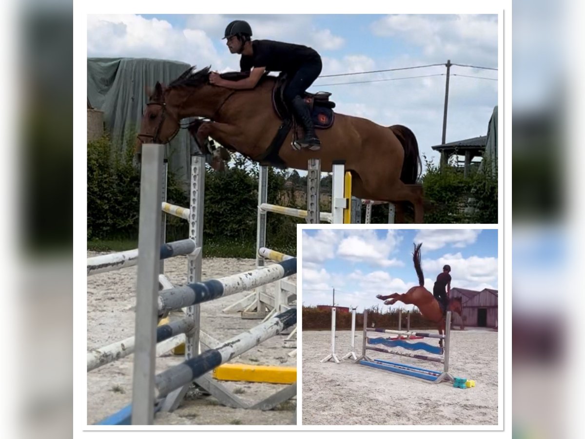 Zangersheider Stute 5 Jahre 167 cm in Li&#xE8;ge