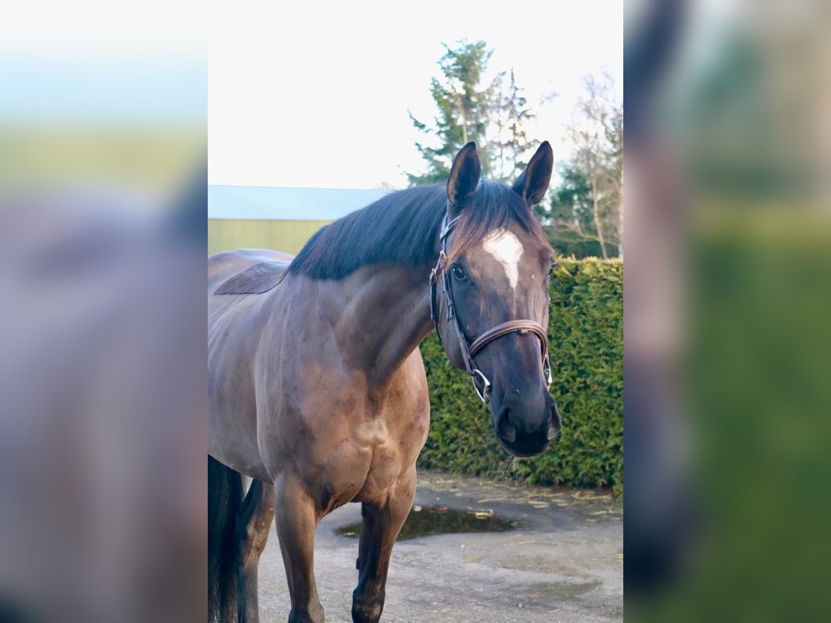 Zangersheider Stute 5 Jahre 168 cm Rappe in Kachtem