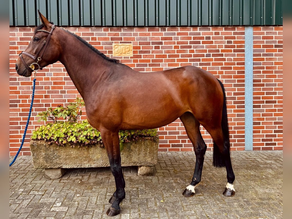 Zangersheider Stute 5 Jahre 170 cm Brauner in Horstmar