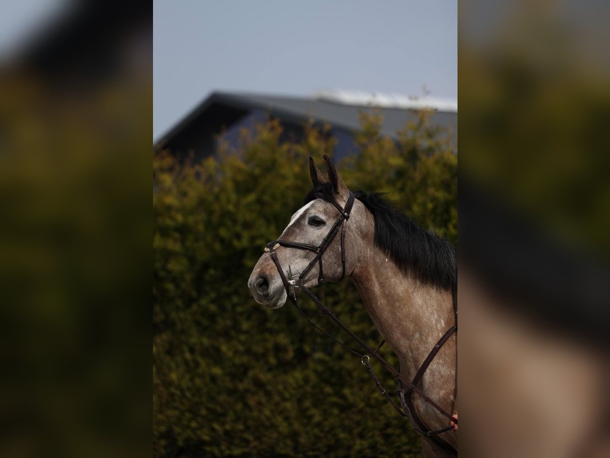 Zangersheider Stute 5 Jahre 171 cm in Krefeld
