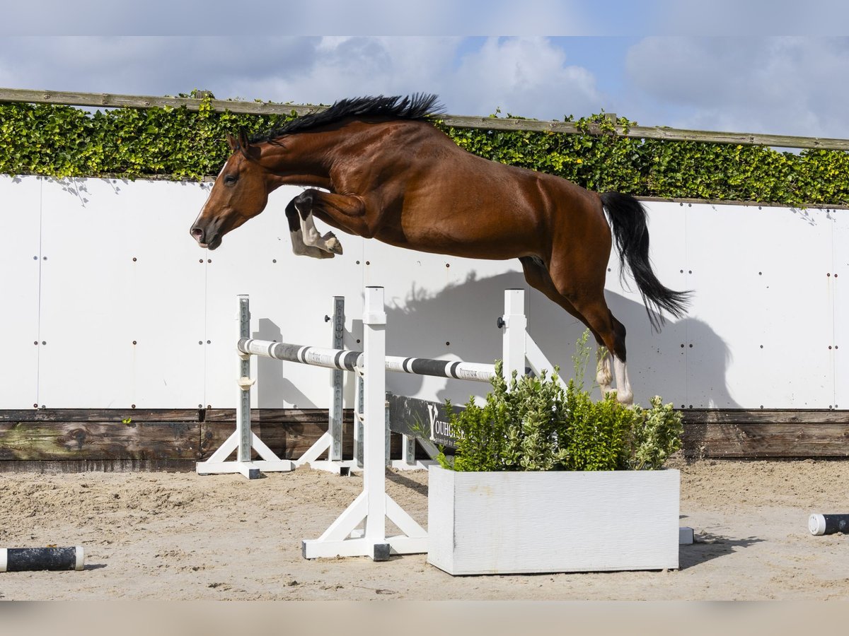 Zangersheider Stute 5 Jahre 173 cm Brauner in Waddinxveen