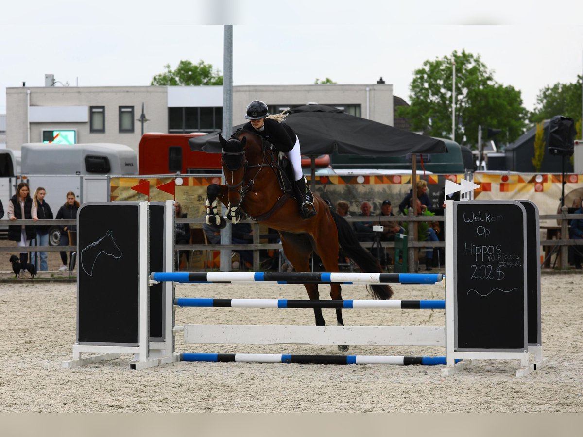 Zangersheider Stute 5 Jahre 175 cm Brauner in Meerstad