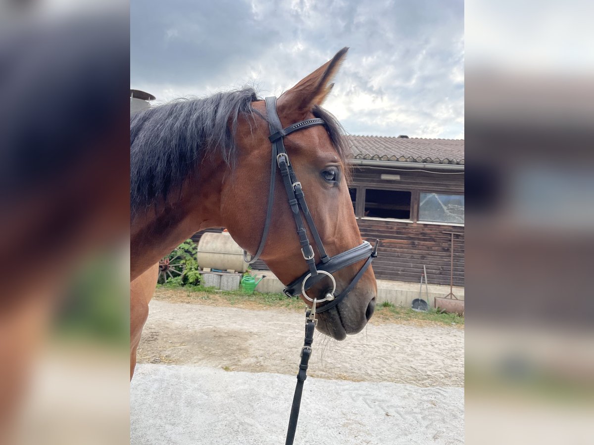 Zangersheider Stute 6 Jahre 162 cm Brauner in Winnenden