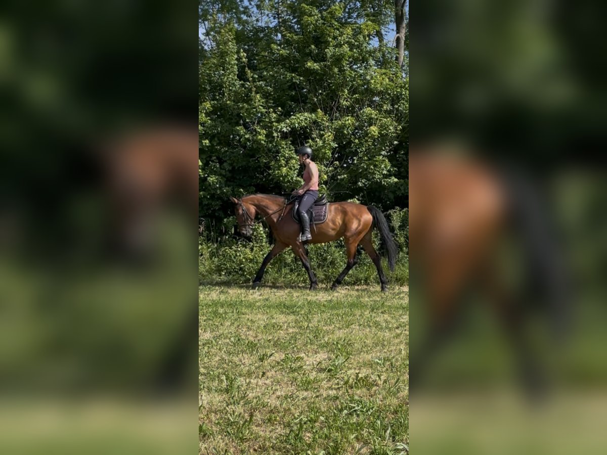 Zangersheider Stute 6 Jahre 162 cm Brauner in Winnenden