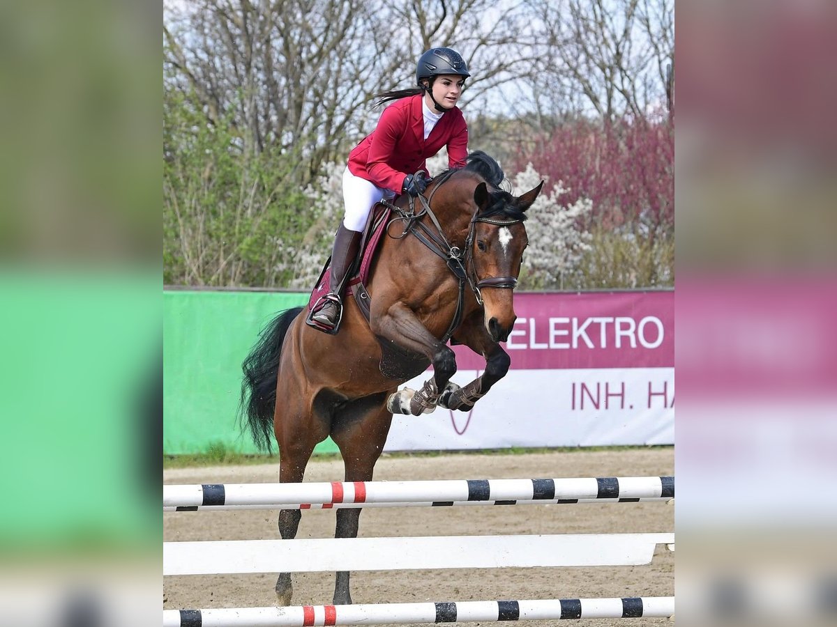 Zangersheider Stute 6 Jahre 165 cm Brauner in Feldbach