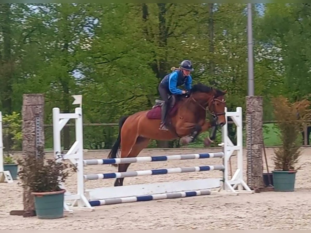 Zangersheider Stute 6 Jahre 165 cm Brauner in Ratingen