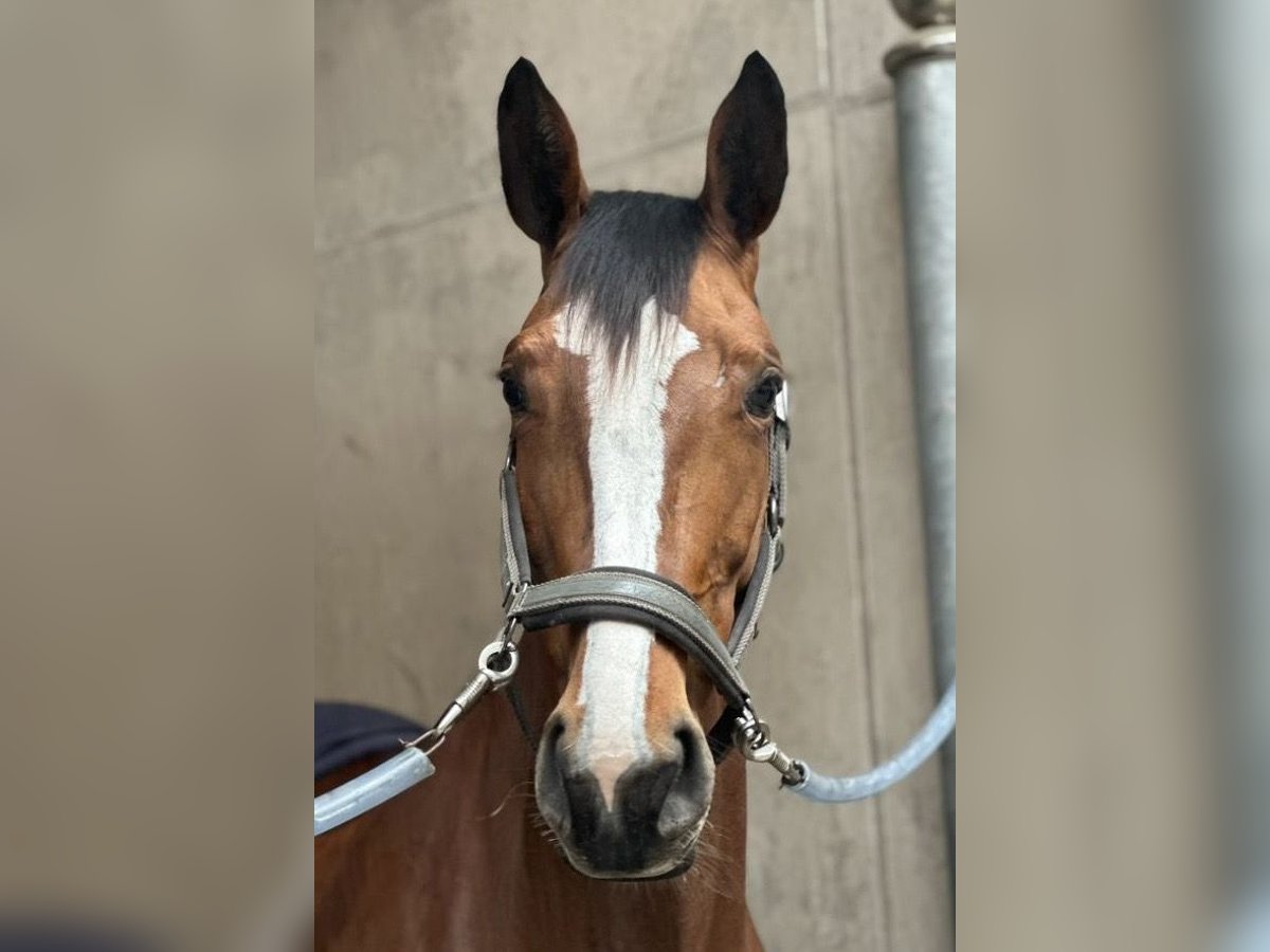 Zangersheider Stute 6 Jahre 168 cm Brauner in Lienen