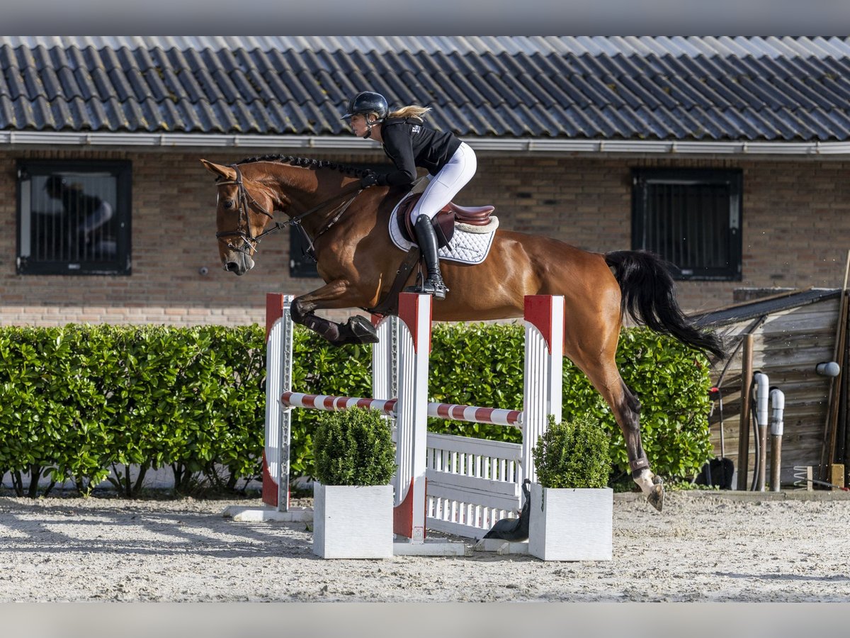 Zangersheider Stute 6 Jahre 173 cm Brauner in Waddinxveen