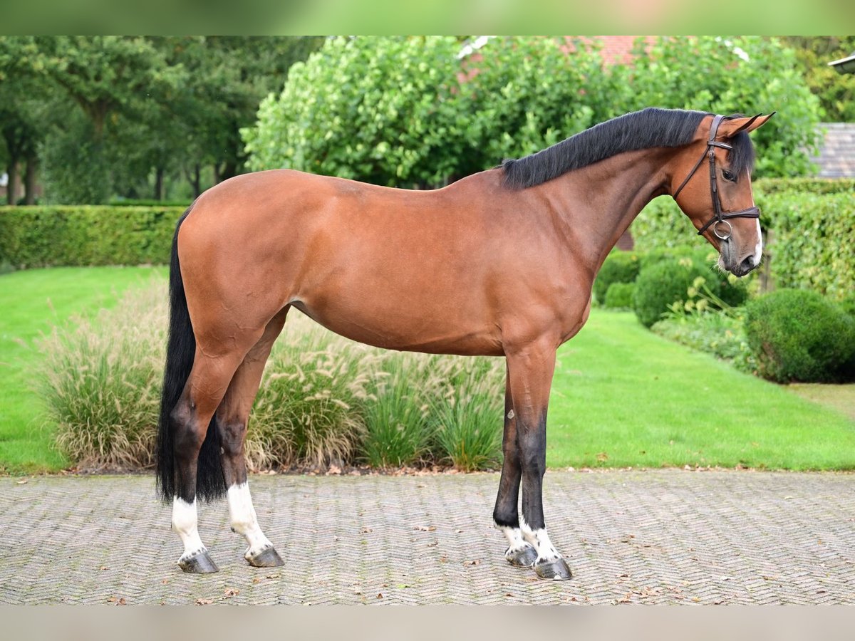 Zangersheider Stute 6 Jahre 173 cm Rotbrauner in Wojnarowice