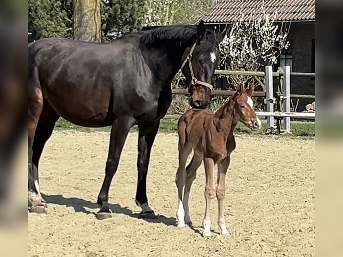 Zangersheider Stute 6 Jahre 178 cm in Kevelaer