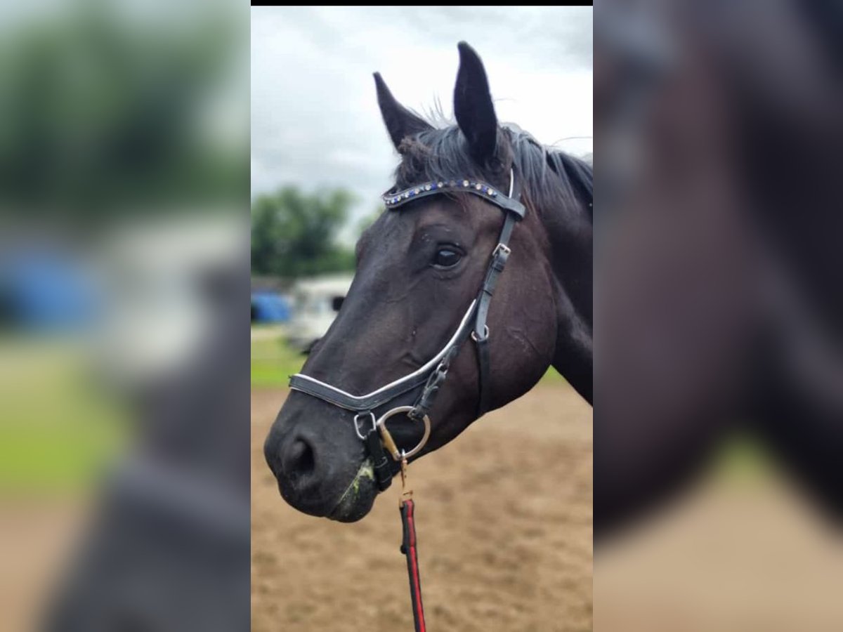 Zangersheider Stute 7 Jahre 164 cm in Rutha