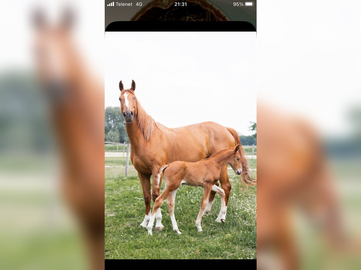 Zangersheider Stute 7 Jahre 165 cm Fuchs in Ingelmunster