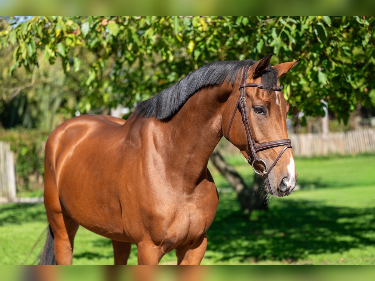 Zangersheider Stute 7 Jahre 167 cm Brauner in GROTE-BROGEL