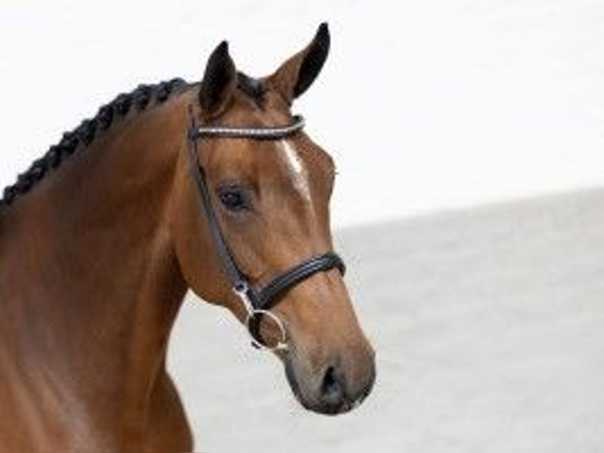 Zangersheider Stute 7 Jahre 167 cm Brauner in Heerde