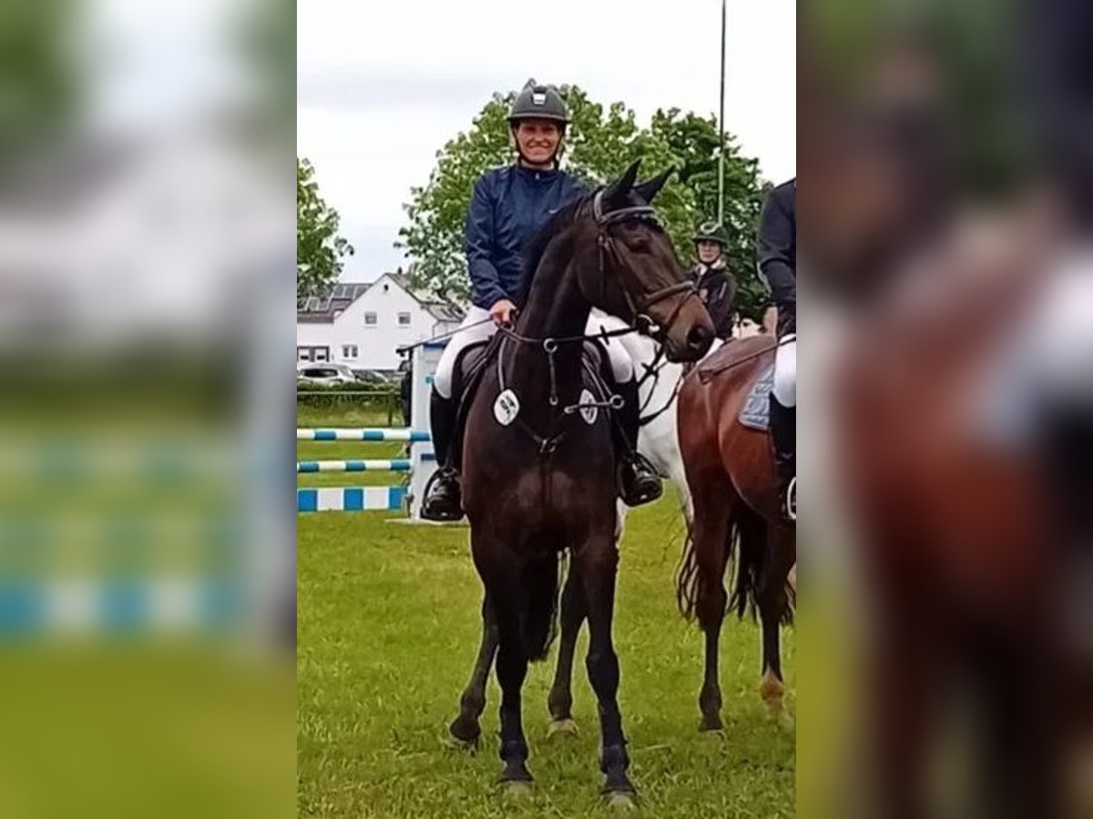 Zangersheider Stute 7 Jahre 168 cm Dunkelbrauner in Stutensee