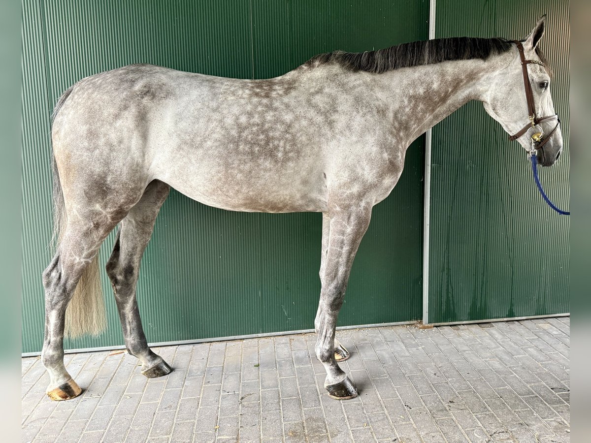 Zangersheider Stute 7 Jahre 170 cm Schimmel in Horstmar