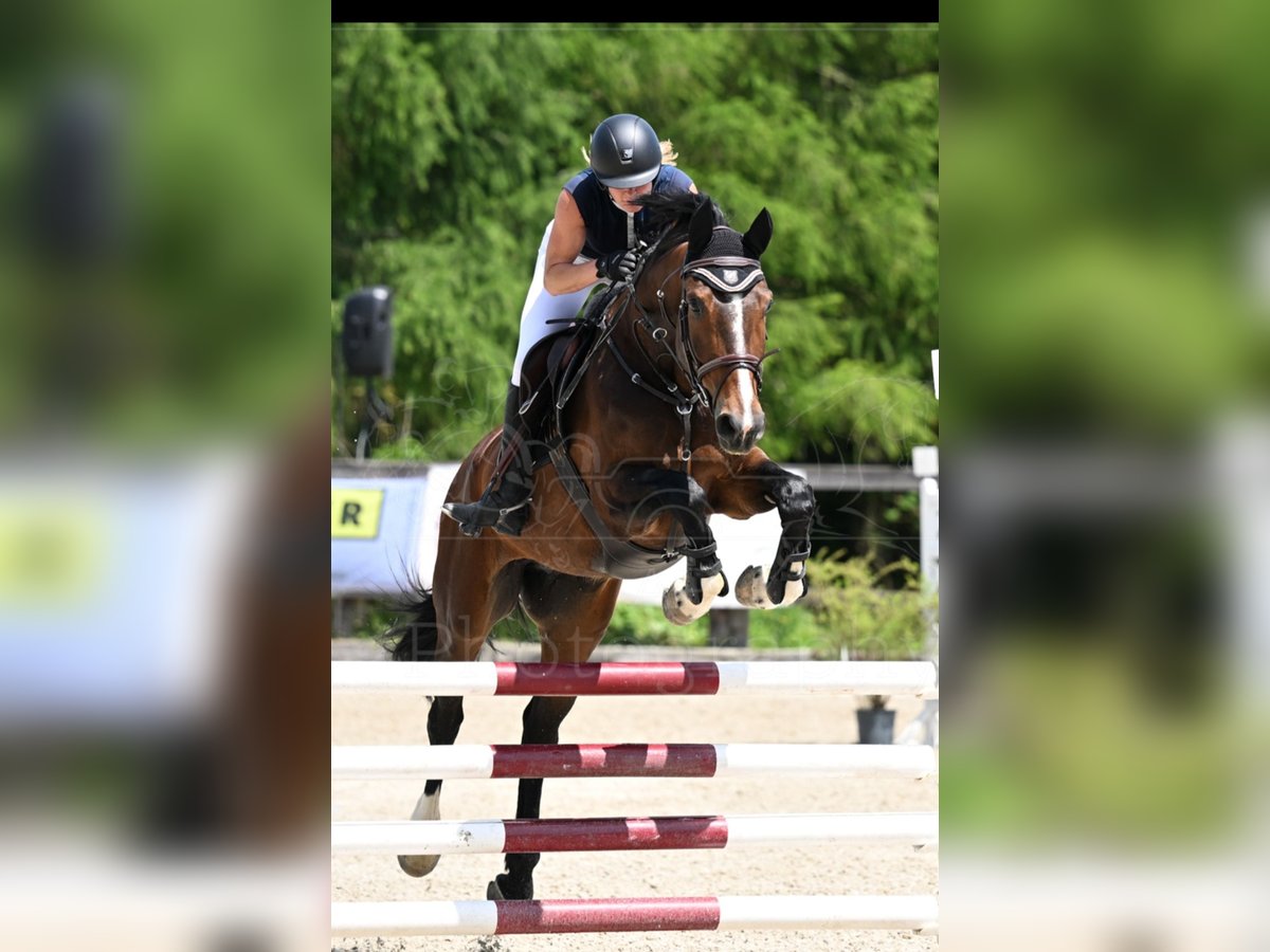 Zangersheider Stute 7 Jahre 176 cm Brauner in Sarleinsbach