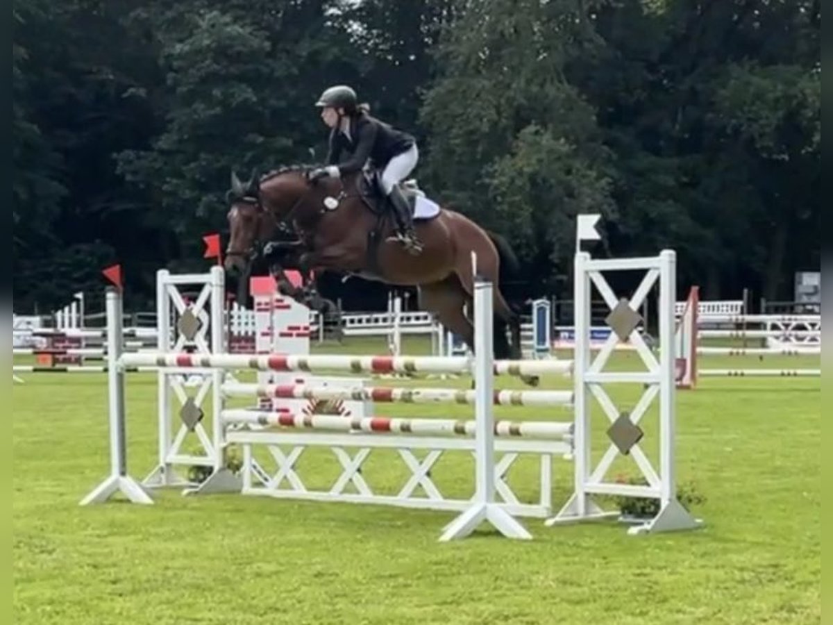 Zangersheider Stute 8 Jahre 162 cm Brauner in Kevelaer