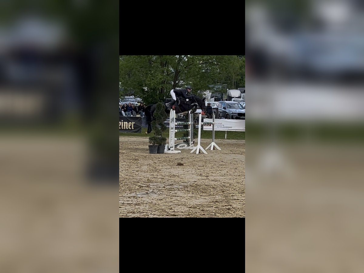 Zangersheider Stute 8 Jahre 162 cm Rappe in Arnsberg