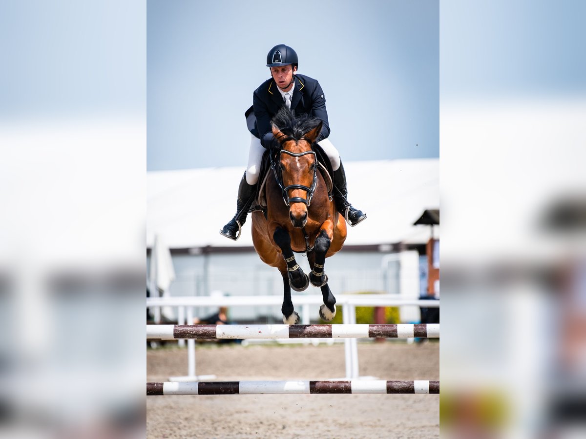 Zangersheider Stute 8 Jahre 165 cm Rotbrauner in Józefin