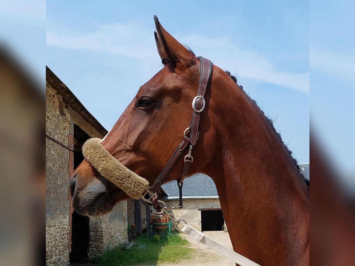 Zangersheider Stute 8 Jahre 170 cm Brauner in Rambouillet