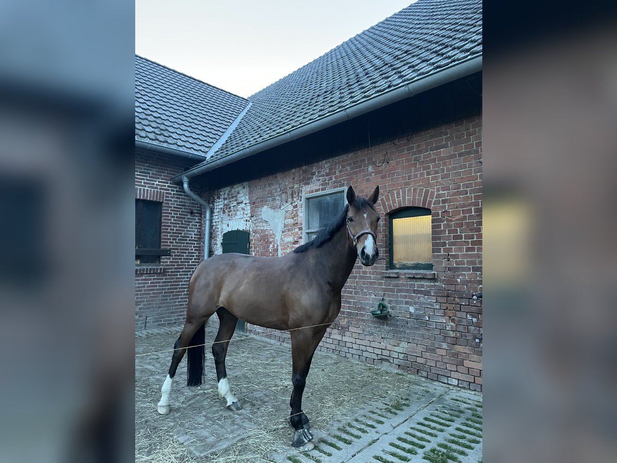 Zangersheider Stute 8 Jahre 172 cm Brauner in Minden