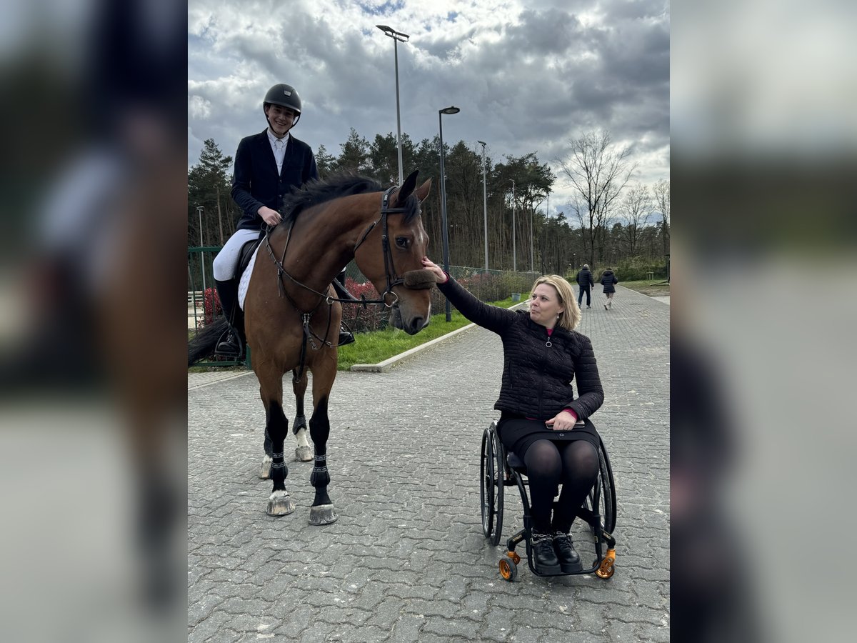 Zangersheider Stute 8 Jahre 172 cm Brauner in Dilsen stokkem