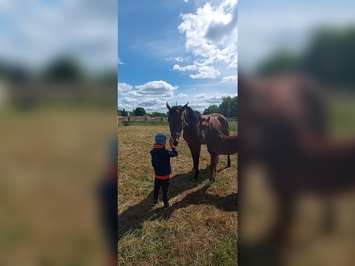 Zangersheider Stute 8 Jahre 172 cm Brauner in Niemegk