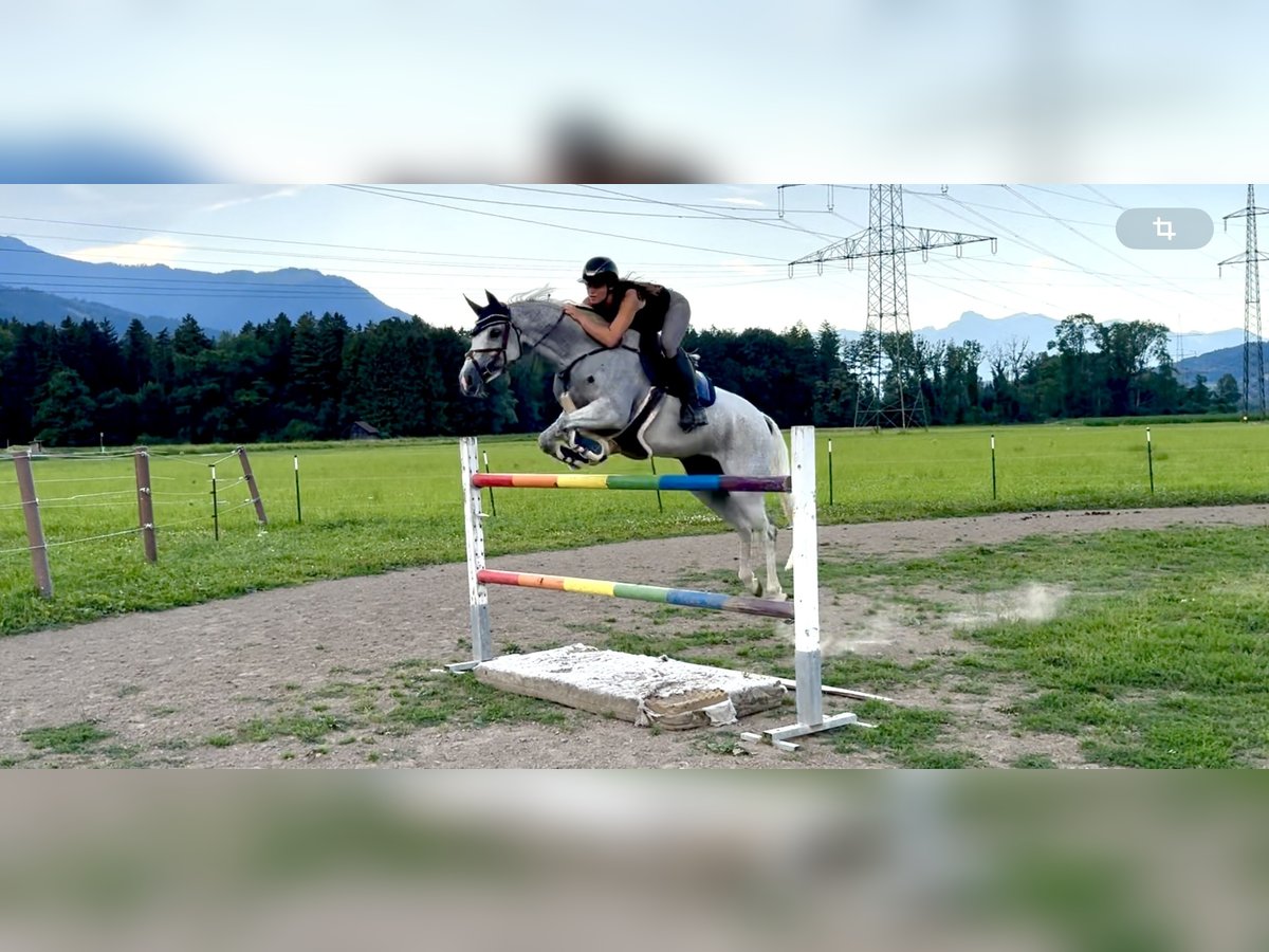 Zangersheider Stute 9 Jahre 166 cm Schimmel in Schlins