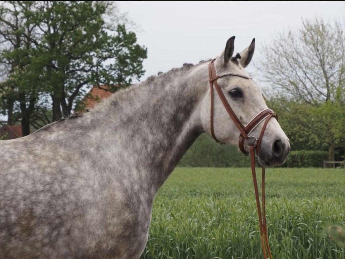 Zangersheider Stute 9 Jahre 168 cm Schimmel in Bad Lippspringe