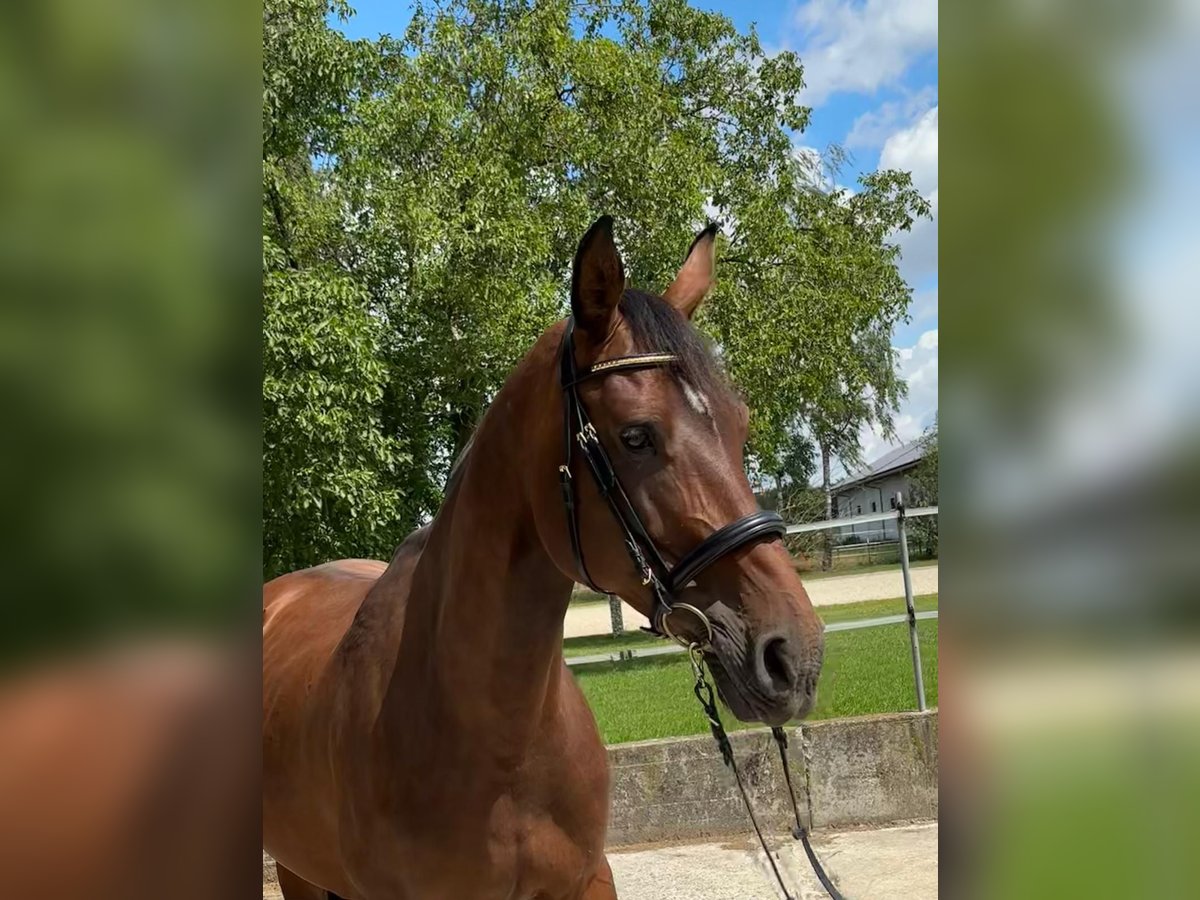 Zangersheider Stute 9 Jahre 170 cm Brauner in Erharting
