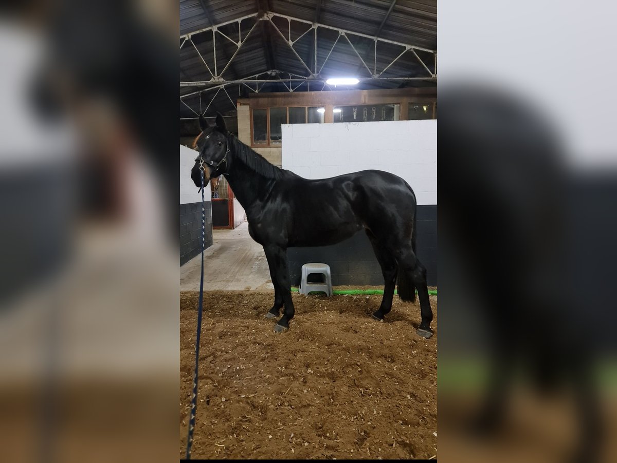 Zangersheider Stute 9 Jahre 172 cm Rappe in Maasmechelen