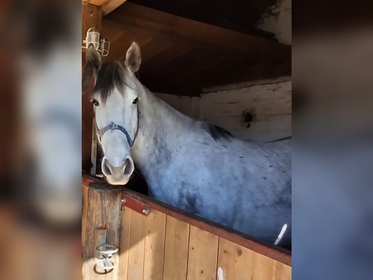 Zangersheider Stute 9 Jahre in Loddin