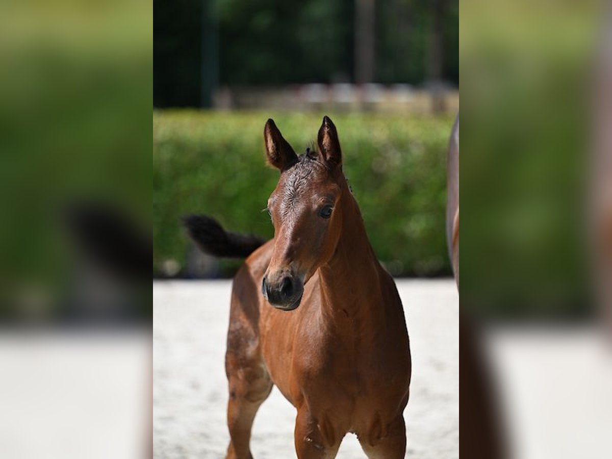 Zangersheider Stute Fohlen (06/2025) Brauner in GROTE-BROGEL