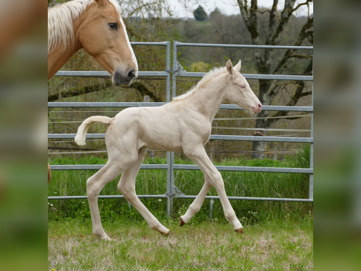 Zangersheider Stute  Cremello in MONFLANQUIN