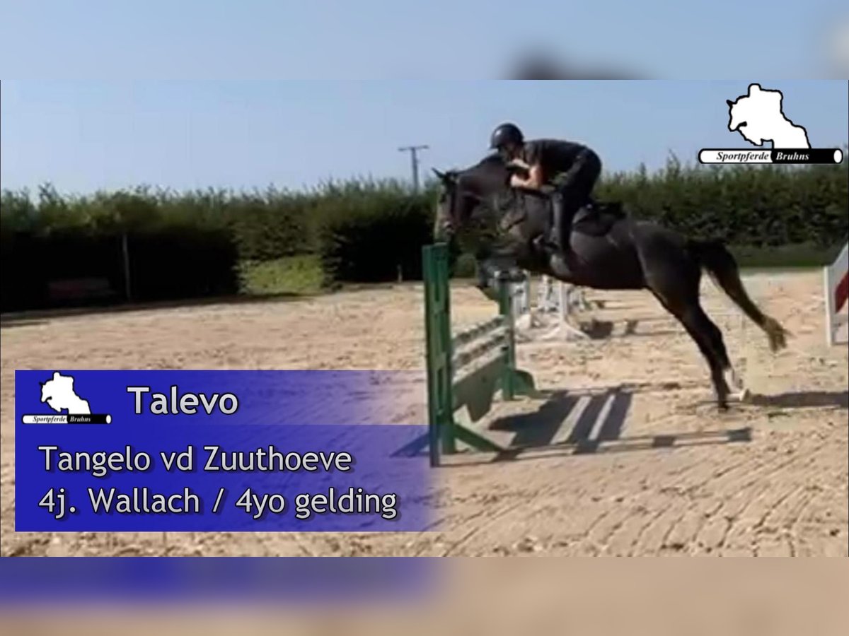 Zangersheider Valack 4 år 160 cm Grå in Gadow