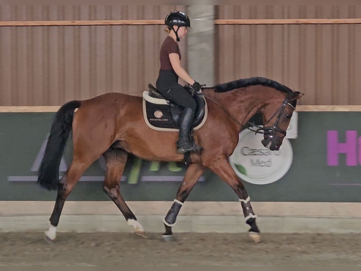 Zangersheider Valack 6 år 165 cm Brun in Schattendorf