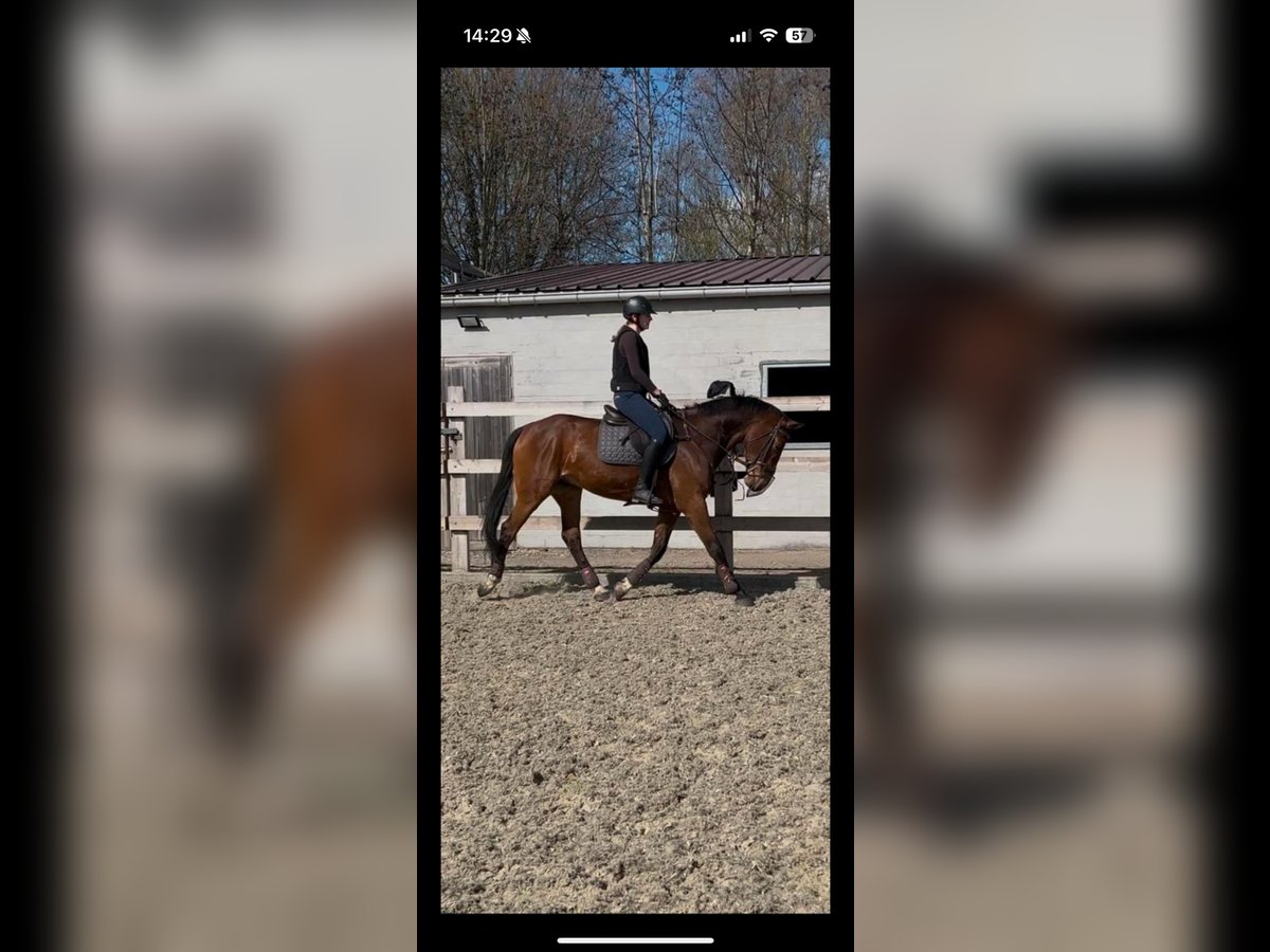 Zangersheider Wallach 10 Jahre 167 cm Brauner in Eke