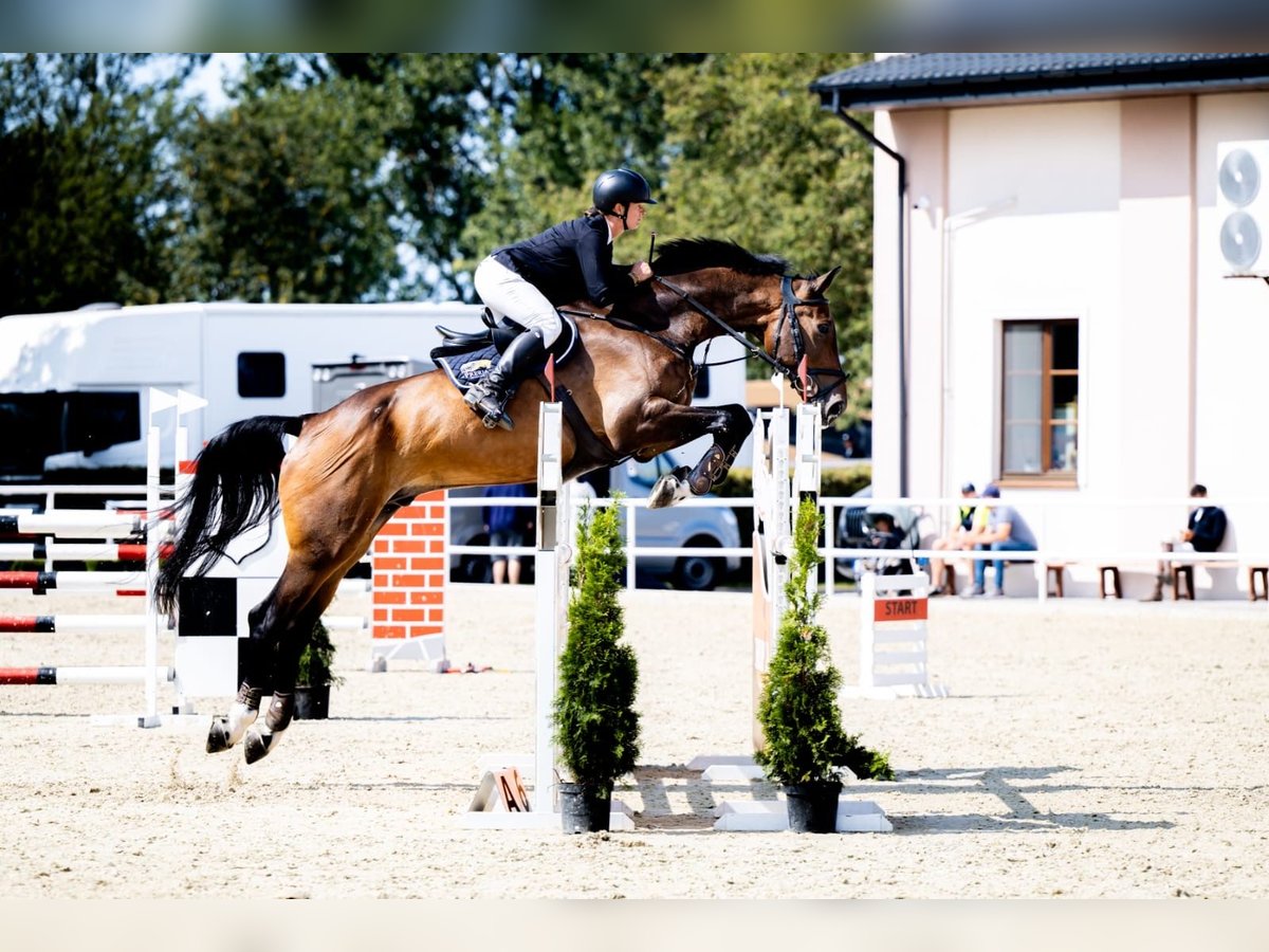 Zangersheider Wallach 10 Jahre 184 cm Schwarzbrauner in Lubliniec