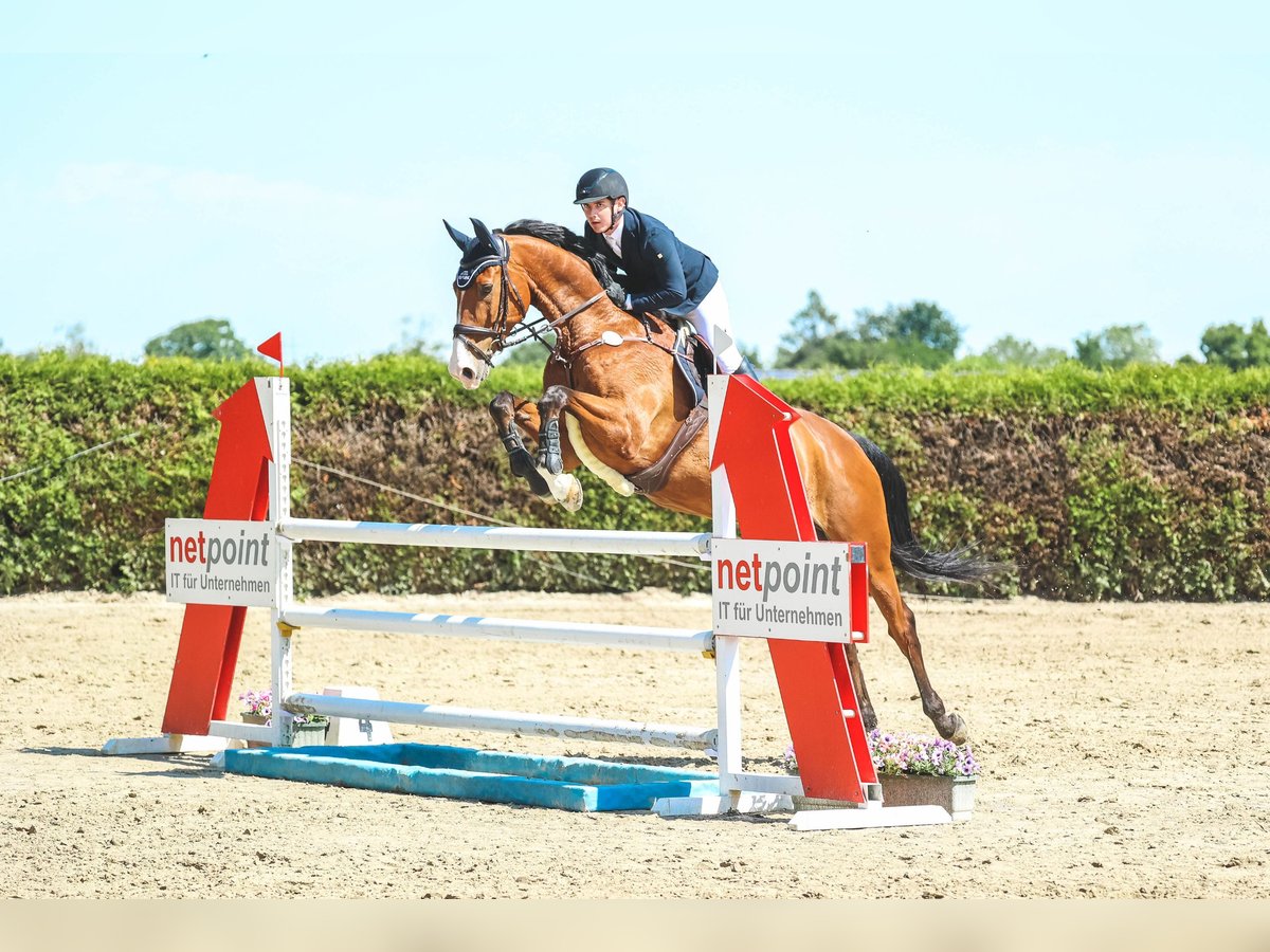 Zangersheider Wallach 12 Jahre 170 cm Brauner in Neuss