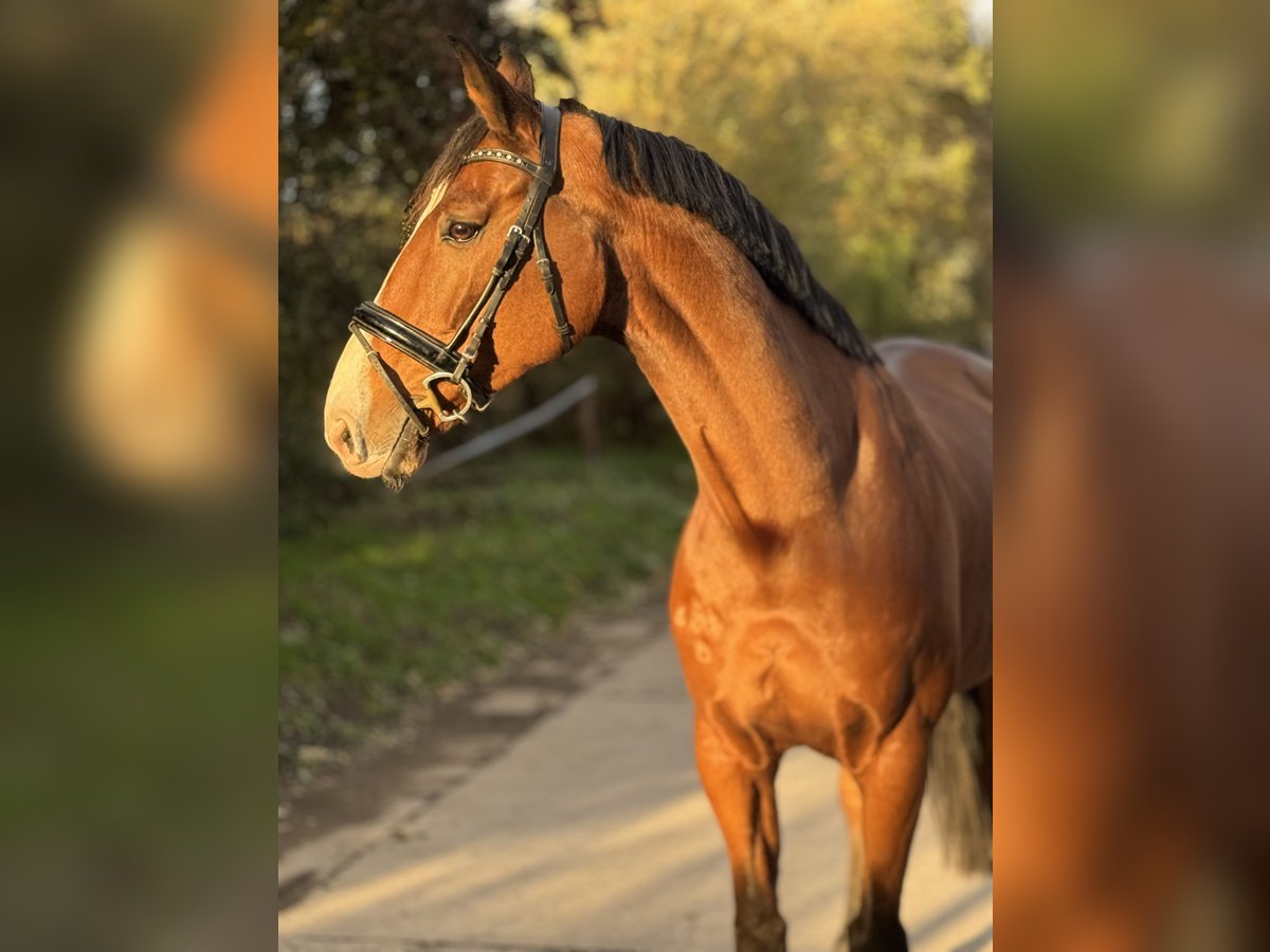Zangersheider Wallach 12 Jahre 173 cm Brauner in Grevenbroich Zangersheider Wallach 12 Jahre 173 cm Brauner in Grevenbroich