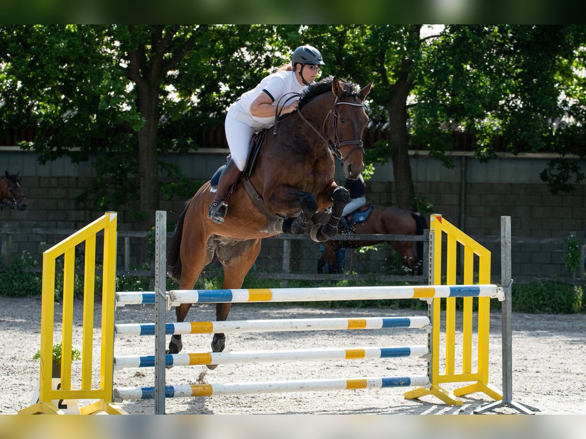 Zangersheider Wallach 12 Jahre 179 cm Dunkelbrauner in Berkel en Rodenrijs